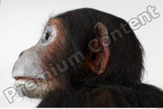 Chimpanzee - Pan troglodytes 0029